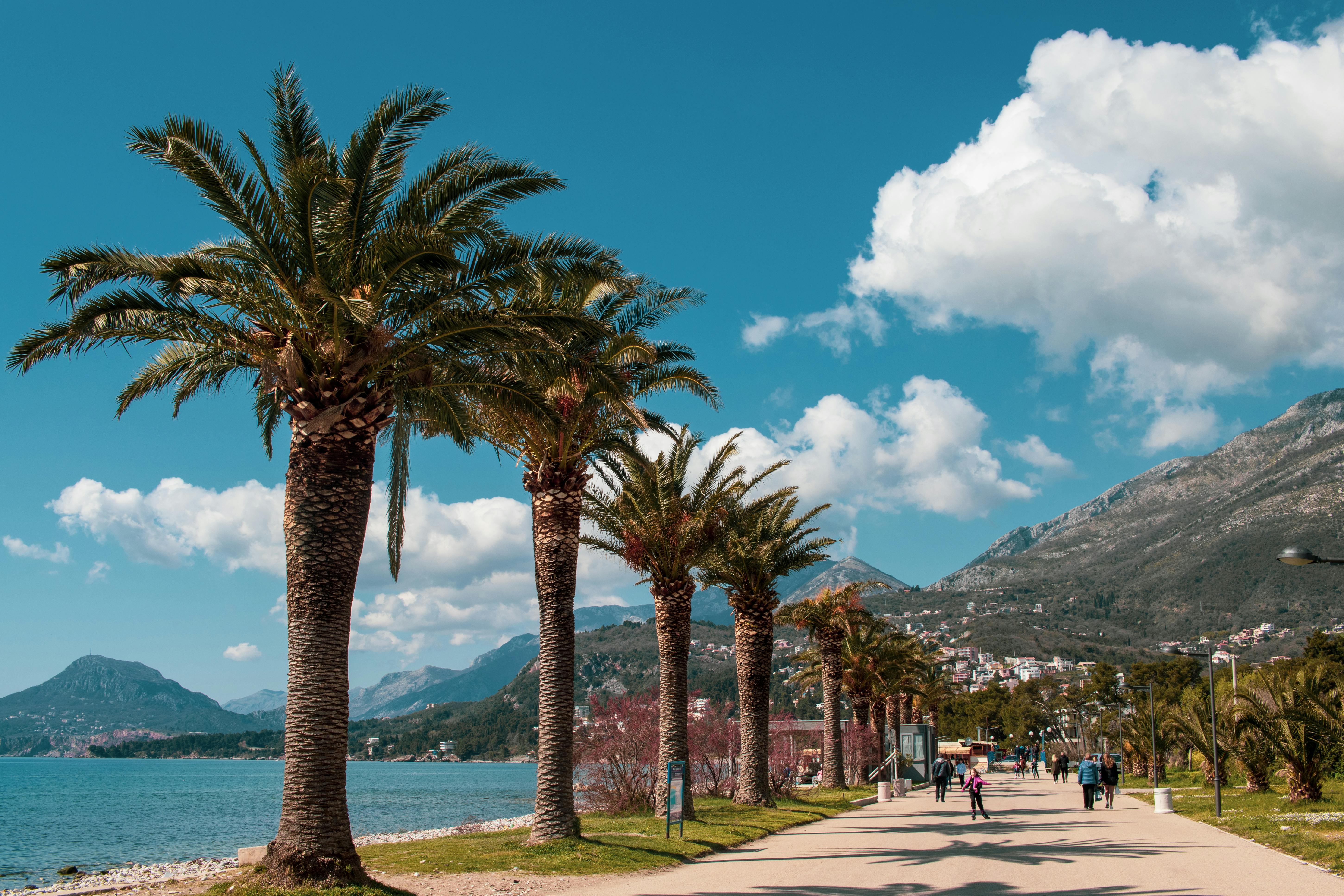 A scenic path lined with palm trees along the coast in Bar, Montenegro, during a sunny day.